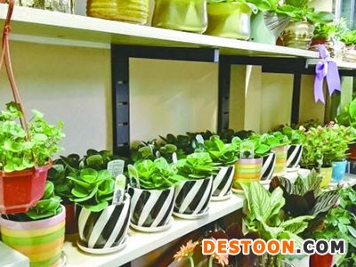 小盆栽防輻射靠不靠譜 專家:商家噱頭別當真